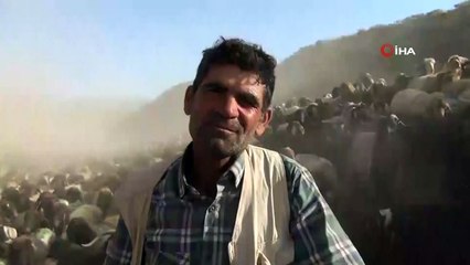 Sürülerin tozlu yolculuğu böyle görüntülendi