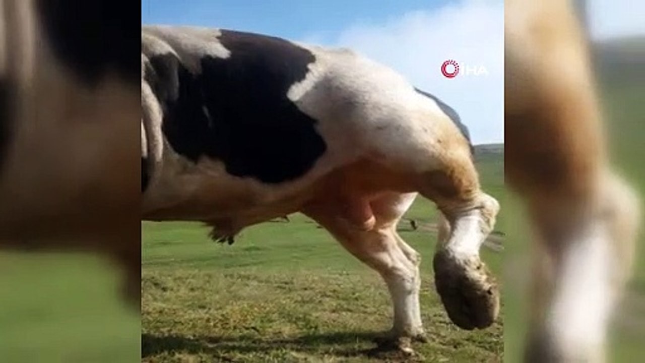 Hayvanlarla kurduğu sevgi dili iletişimi görenleri hayrete düşürüyor