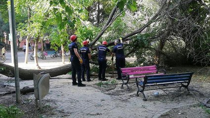 Parkta panik! 20 yıllık ağaç bir anda devrildi, vatandaşlar korkuyla kaçıştı