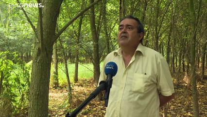 Dépolluer "la terre des feux" en Italie : quand les arbres viennent au secours de l'homme