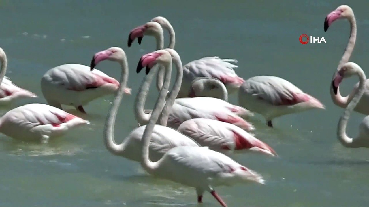 Türkülere konu olan allı turnalar Van Gölü havzasını renklendirdi