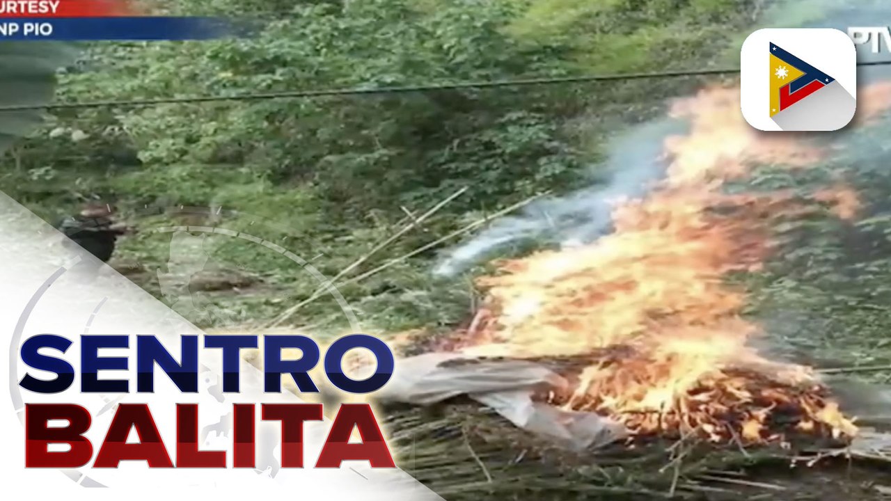 Nasa P10-M halaga ng marijuana, sinunog ng PNP sa Benguet