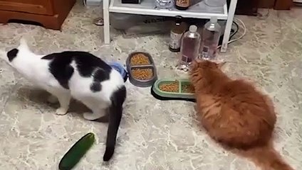 Kedilerin salatalık fobisi