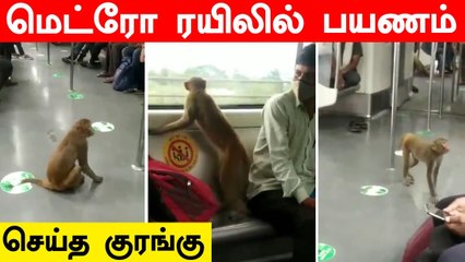 சமத்தாக Metro Rail-லில் பயணம் செய்த Monkey | Oneindia Tamil