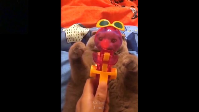 Cutest Pets ♥ Cute Baby Animals & Funny Pets Video Compilation