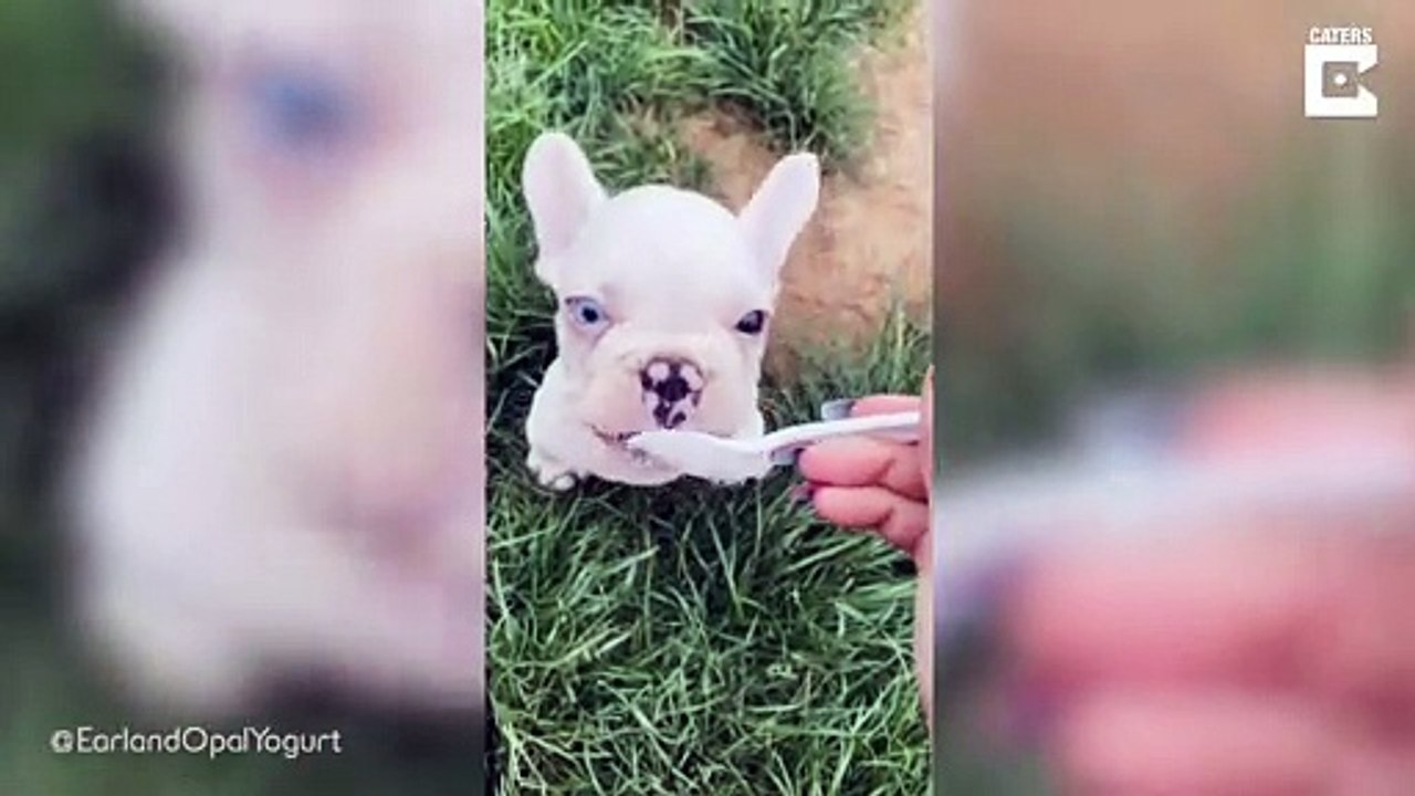 - Great Dane And Puppy Have Matching Different Coloured Eyes_ # ANIMAL LOVERS