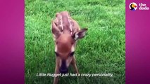 White Fawn Has The Cutest Reaction To Being Released In The Wild _ The Dodo Little But Fierce # ANIMAL LOVERS VERS