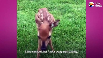 White Fawn Has The Cutest Reaction To Being Released In The Wild _ The Dodo Little But Fierce # ANIMAL LOVERS VERS