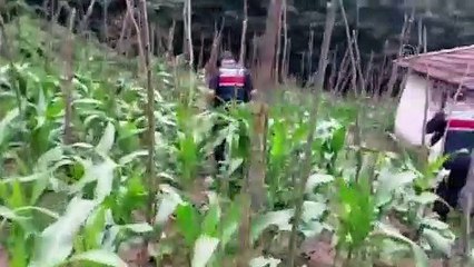 YALOVA - Ev ve bahçede yetiştirilen 2 bin 767 kök Hint keneviri ele geçirildi