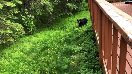 Playful Bear Practices Charging on Grass
