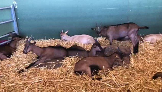 Une chèvrerie entre Creney-près-Troyes et Lavau