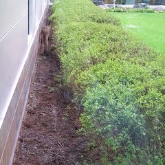 Hospital Grounds Prove to Be Popular Birthing Ground for Momma Moose