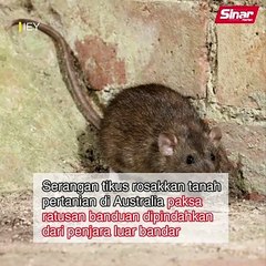 Tikus punca banduan penjara dipindahkan