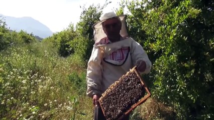 MUĞLA - Haziran yağışları ve serin hava çam balı üretiminde umutları artırdı
