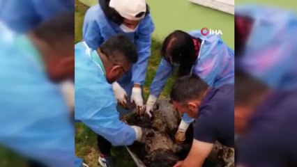 Yol kenarına dökülen zifte bulanan köpek 3.5 saatte kurtarıldı