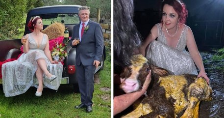 Alors que sa vache était en train de mettre bas, une mariée a quitté la réception de mariage pour l'aider