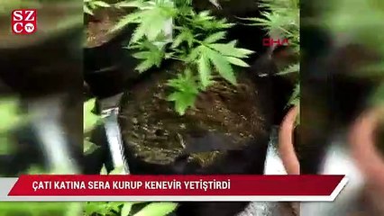 Çatı katına sera kurup kenevir yetiştirdi