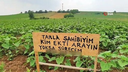 Kendisinden habersiz tarlasına ayçiçeği ekilen çiftçiden tabelalı not