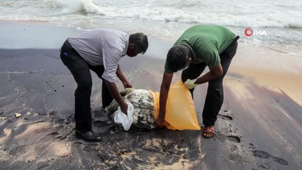 - Sri Lanka'da gemi yangınının etkileri sürüyor: Ölü kaplumbağalar kıyıya vurdu