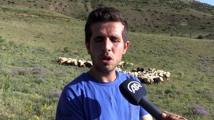 Bayburt'un ıssız meraları devlet desteğiyle alınan koyunlarla şenlendi