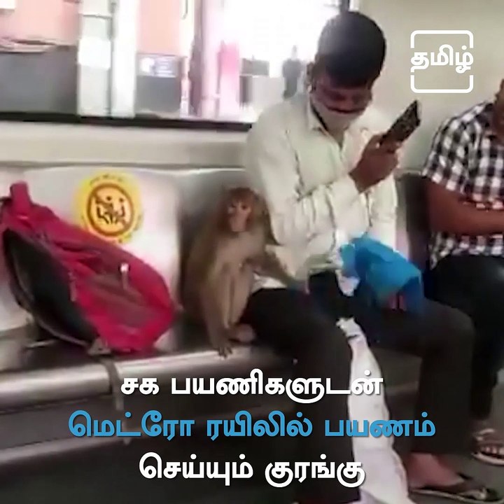 Video Of Monkey Travelling In Delhi Metro Train Goes Viral