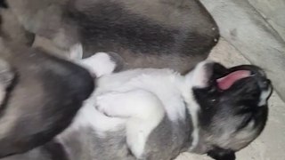 ANADOLU YAVRULARI iLK ANNE SUTU - SHEPHERD DOG PUPPiES and MOM