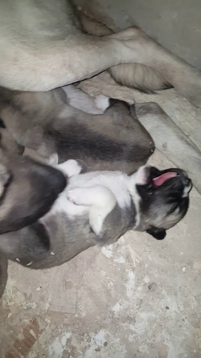 ANADOLU YAVRULARI iLK ANNE SUTU - SHEPHERD DOG PUPPiES and MOM