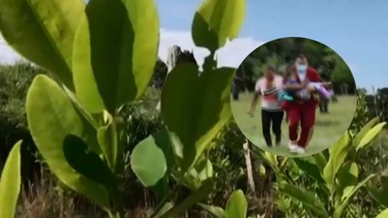 Menor  resultó herida por explosivo puesto por disidencias de las Farc en el Guaviare