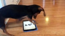 Tablette oyun oynamaya çalışan sevimli köpek