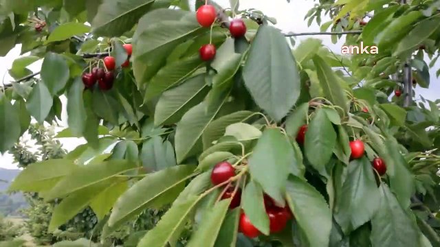 Bilecik’te bir çiftçi bu iş yapılmaz” diyerek 500 kök kiraz ağacını kesti