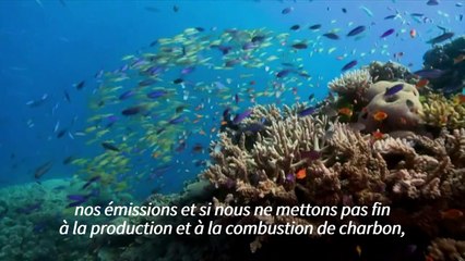 L'Australie conteste le déclassement de la Grande Barrière de corail par l'UNESCO