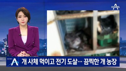 개 사체 먹이고 전기로 도살…무허가 개 농장 적발