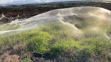 Spiders weave 'parachute' webs to escape flooding in Australia's southeast