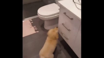 Funny Golden Retriever Puppies videos - Compilation 2017