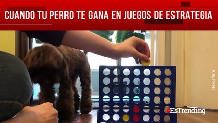 Cuando tu perro te gana en juegos de estrategia