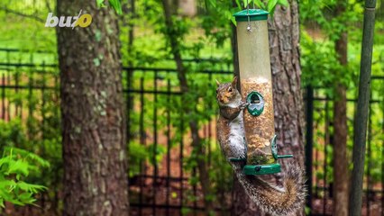 Must See! Watch This Tenacious Squirrel Try Again and Again to Climb Booby Trapped Bird Feeder