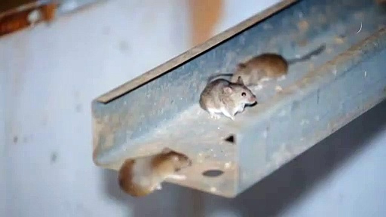 Australisches Gefängnis wird wegen Mäuseplage geräumt