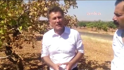 Kuraklık ve susuzluk nedeniyle fıstık ağaçları kurudu: Su var çiftçi kullanamıyor