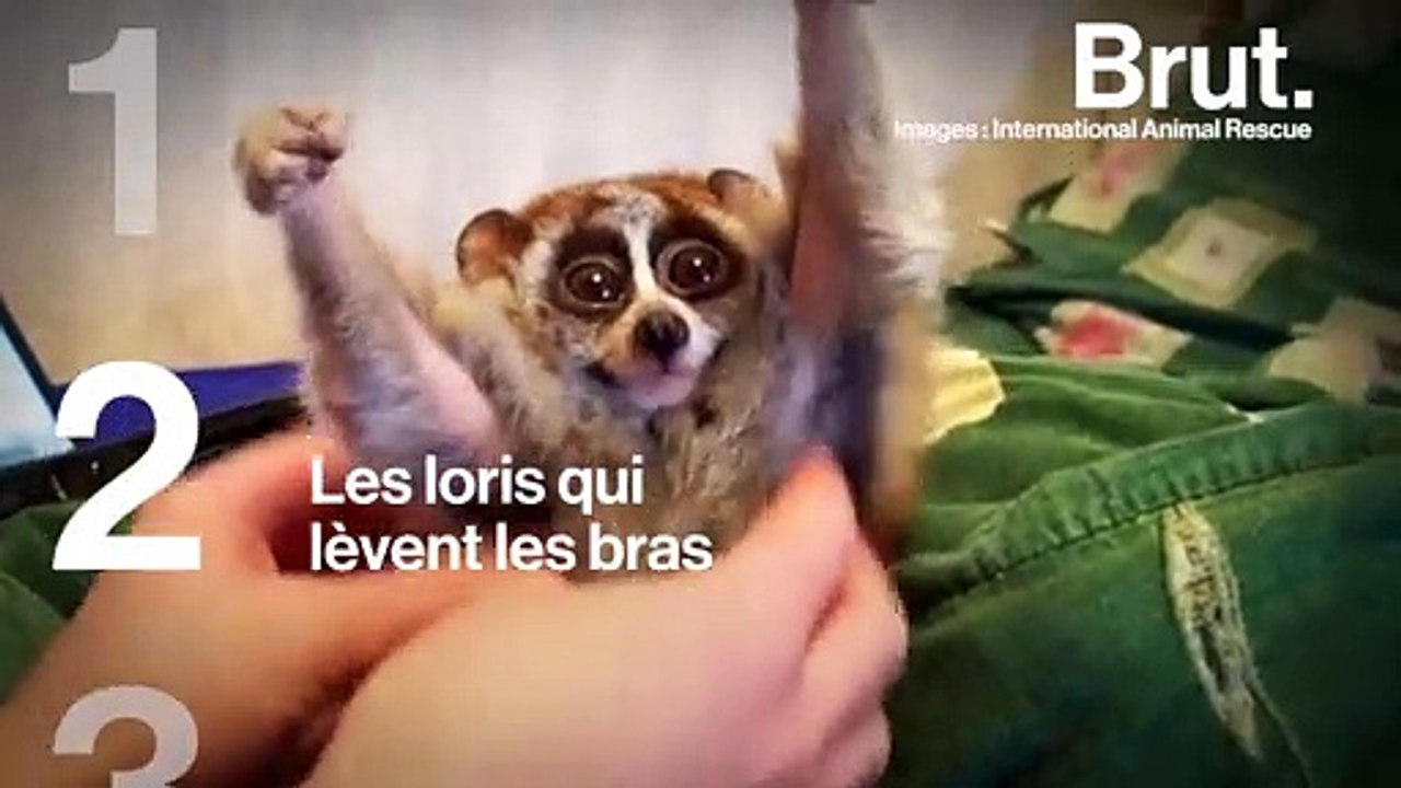 Ce qui se cache derrière ces vidéos "mignonnes" d'animaux