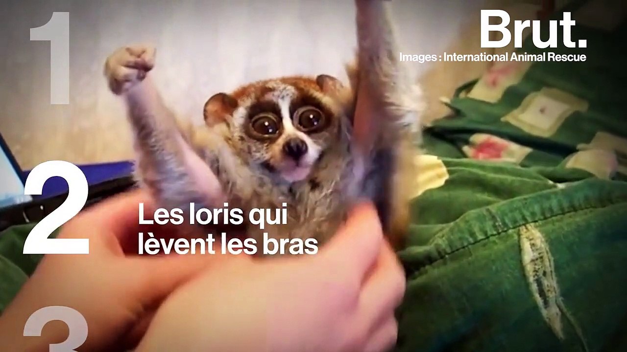 Les faces cachées des vidéos "mignonnes" qui inondent nos réseaux sociaux