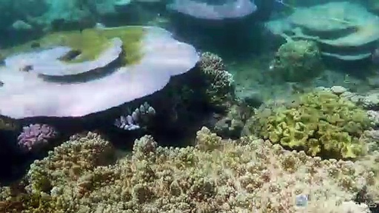 Great Barrier Reef soll als Weltnaturerbe herabgestuft werden