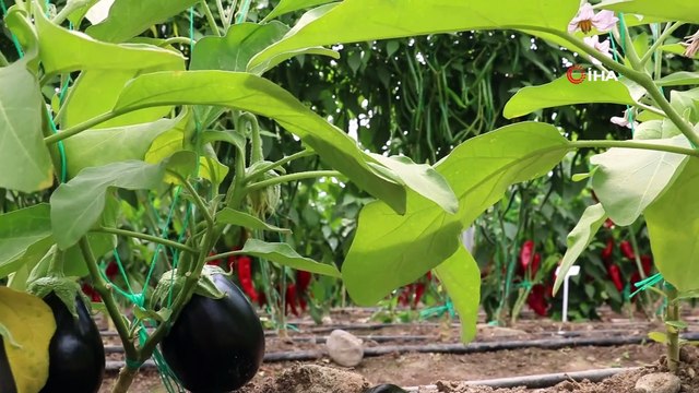 Kahramanmaraş’tan 30 ülkeye yerli hibrit tohum ihracatı