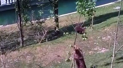 Yavrusunu kurtarmak isteyen ayı ağacı kırdı!