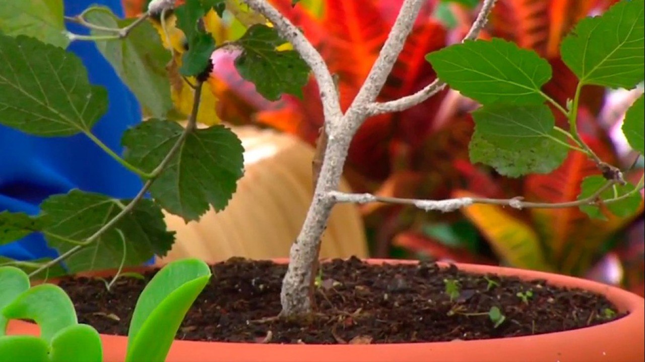 bd-controle-las-plagas-de-las-plantas-con-remedios-caseros-220621