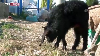 Engelli keçi yavrusuna bebek özeni