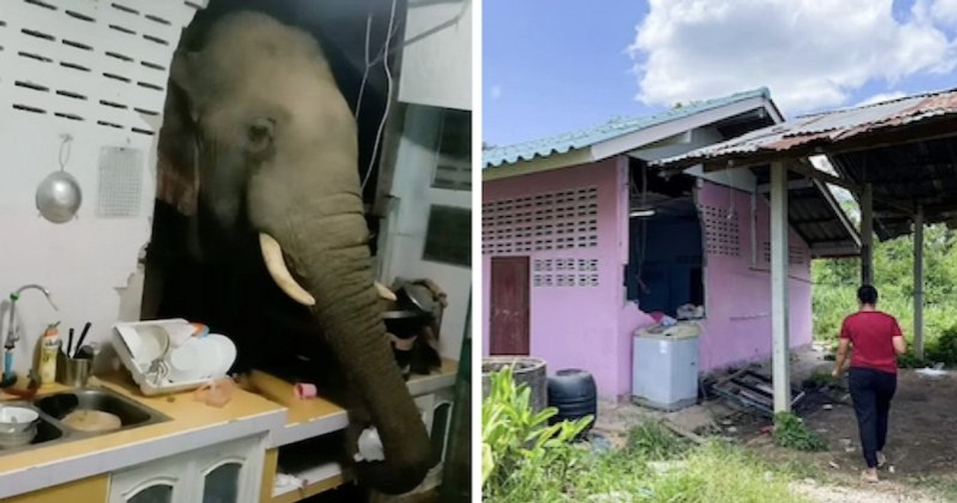 Thaïlande : un éléphant sauvage saccage une cuisine pour voler un sac de riz