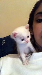 did he kiss her back??!   #fyp  #xyzbca  #foryou  #cat  #cute #shorts