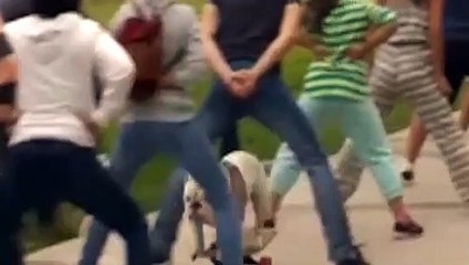 Sevimli köpekten dünya rekoru!