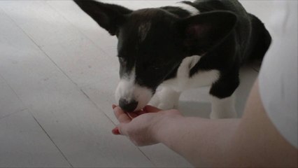 Why Does My Dog Want to Be Hand Fed?