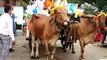 Vaccination unique experiment Bullock cart